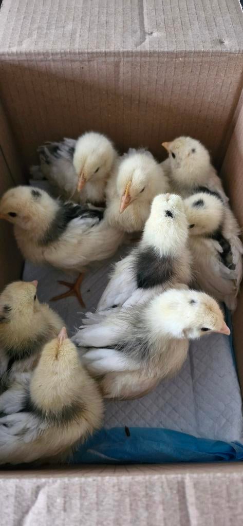 Bonte leghorn kuikens, Animaux & Accessoires, Volatiles