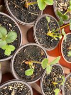 50 Aardbeienplanten – €25, Ophalen of Verzenden