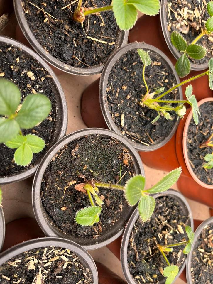 50 Aardbeienplanten – €25, Tuin en Terras, Planten | Tuinplanten, Ophalen of Verzenden