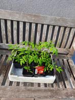 Tomaten planten, Ophalen