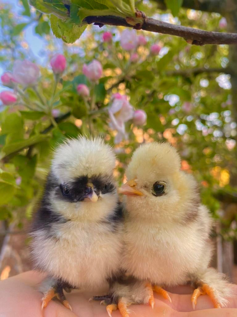usa zijdehoen/ zijdehoender broedeieren mottled, Meerdere dieren, Kip