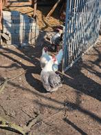 Poule De Bresse Hennen, Dieren en Toebehoren, Pluimvee, Vrouwelijk, Kip