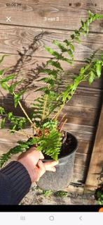 Minnetjesvaren. Varen, Tuin en Terras, Ophalen, Struik, Minder dan 100 cm