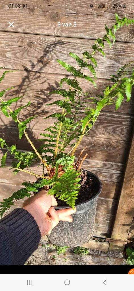 Minnetjesvaren. Varen, Tuin en Terras, Planten | Struiken en Hagen, Struik, Minder dan 100 cm, Ophalen