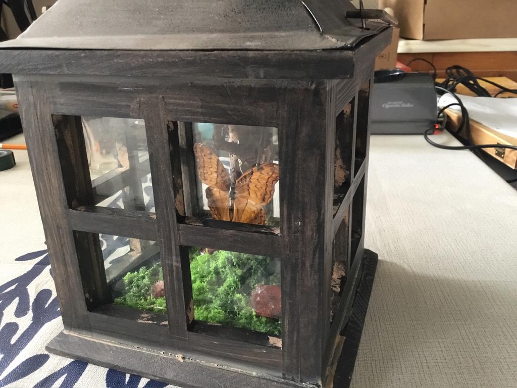 Vlinder in lantaarn, Ophalen