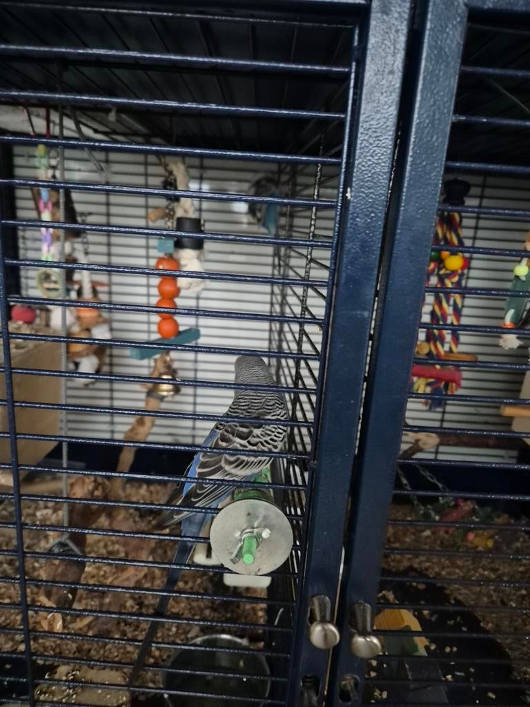 Koppel grasparkieten te koop, Dieren en Toebehoren, Ophalen of Verzenden