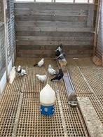 Perzischeduiven,, Dieren en Toebehoren