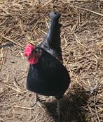 1 Haan en 2 hennen ., Plusieurs animaux, Poule ou poulet