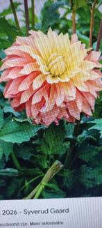 Dahlia blushing lady, Ophalen of Verzenden, Voorjaar, Volle zon, Bloembol