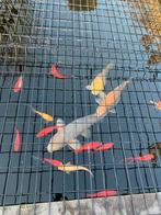 Poisson Koi, Animaux & Accessoires