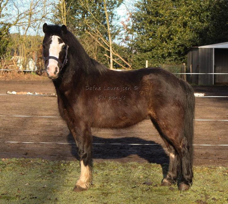 7 jarige Welsh a ruin 🩵, Animaux & Accessoires, Poneys, Hongre, M, Vermifugé