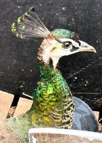 Mooie PAUW hen (3 jaar), Vrouwelijk, Tam