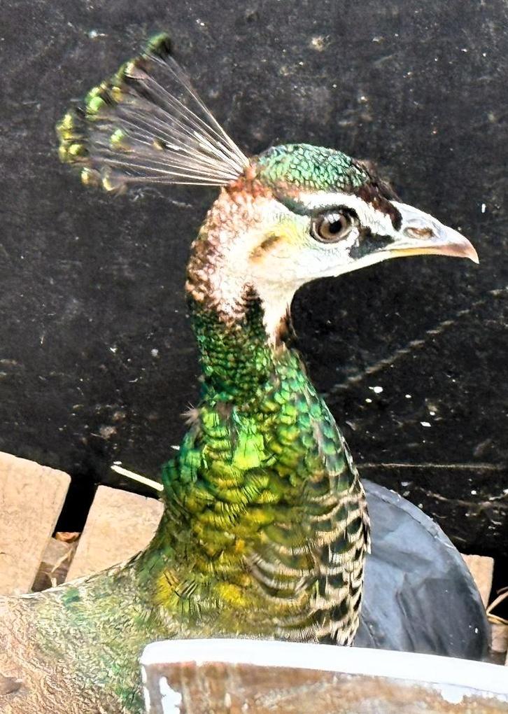 Mooie PAUW hen (3 jaar), Dieren en Toebehoren, Vogels | Overige Vogels, Vrouwelijk, Tam