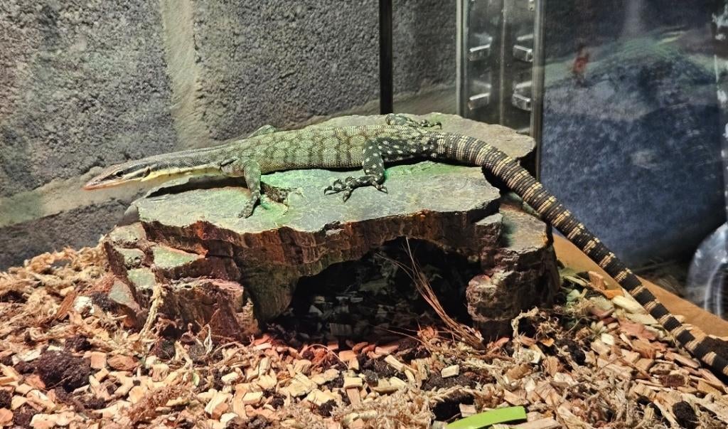 1.1 Couples Varanus glauerti - Varan des roches de 2022, Animaux & Accessoires, Reptiles & Amphibiens