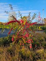 Malus evereste/pomme, Jardin & Terrasse, Enlèvement