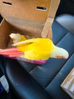 Conure eam, Dieren en Toebehoren, Vogels | Parkieten en Papegaaien