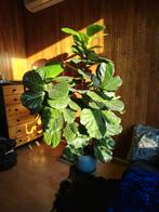 Arbre arbuste plante d'intérieur figuier lyre ficus lirata, En pot, 100 à 250 cm, Autres espèces, Enlèvement