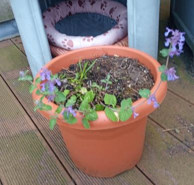 Kattenkruid in pot (biologische nepeta) (Gent), Dieren en Toebehoren, Ophalen, Kattenkruid