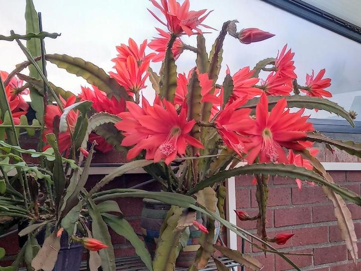 stekjes van rood bloeiende hangcactus ., Huis en Inrichting, Kamerplanten, Cactus, Ophalen