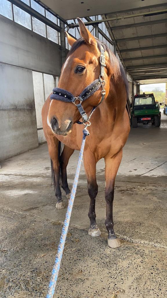 Project paardje, Dieren en Toebehoren, Paarden, Ruin, Niet van toepassing, 160 tot 165 cm, 3 tot 6 jaar, Recreatiepaard, Gechipt