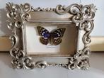Taxidermy, Ophalen of Verzenden, Nieuw, Insect, Opgezet dier