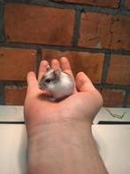 Jonge Russische dwerghamsters, speciale kleuren, handtam, Animaux & Accessoires, Rongeurs, Janvier, Hamster, Domestique