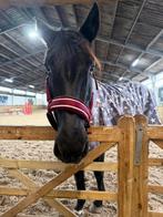 Halve stal, Dieren en Toebehoren, Paarden, Merrie, Recreatiepaard, Met stamboom