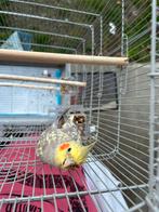 Tam valkparkietje pop, Dieren en Toebehoren, Vogels | Kanaries, Vrouwelijk