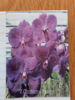 Orchidée, Autres espèces, Plante à fleurs, Moins de 100 cm, Enlèvement