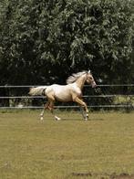 2 jarige palomino ruin, Ruin