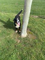 Chiots de montagne bernois, Autres races, Plusieurs, Hépatite contagieuse (maladie de Rubarth), Belgique