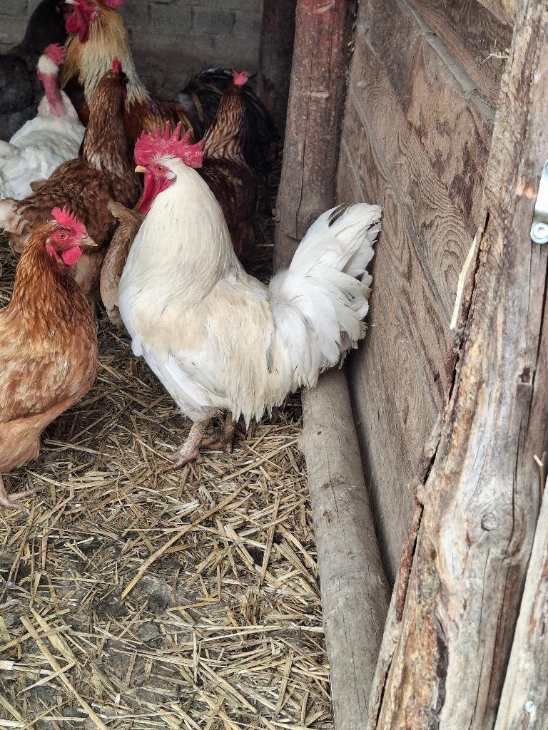 Coq de 11 mois, Animaux & Accessoires, Mâle, Poule ou poulet