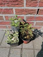 munt soorten, Ophalen, Vaste plant, Halfschaduw, Kruiden