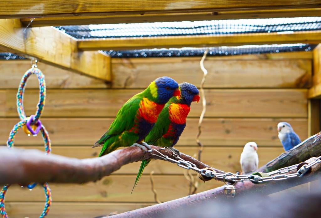 Loriquet de Swainson, Femelle, Perroquet, Bagué