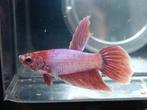 Purple unicorn veiltail betta man, Poisson