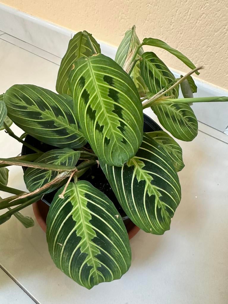 Maranta lemon lime, Maison & Meubles, Plantes d'intérieur, Autres espèces, En pot, Moins de 100 cm, Enlèvement