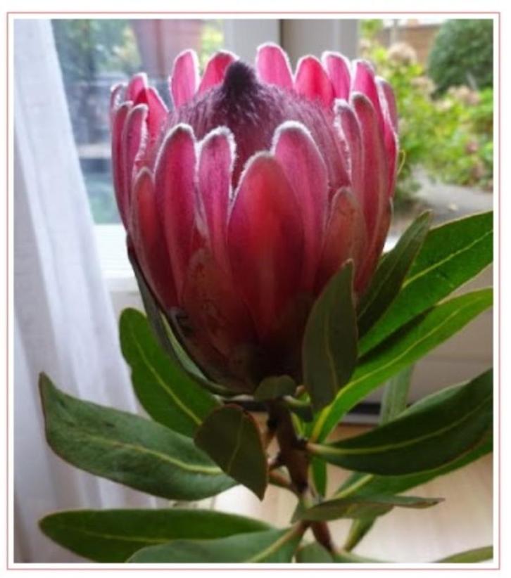 5 Thee-lepeltjes met Suikerbossie schildje -> 5 voor 5 euro, Antiek en Kunst, Antiek | Overige Antiek, Ophalen of Verzenden