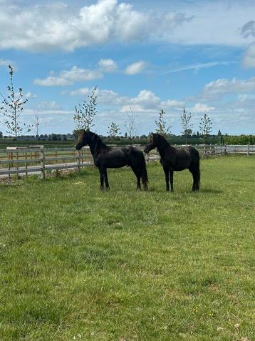 4 prachtige friese hengsten beschikbaar voor biedingen