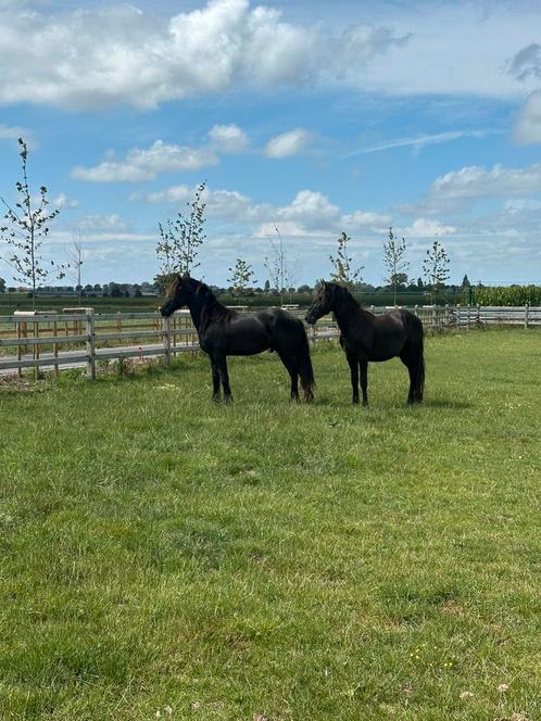 4 prachtige friese hengsten, Dieren en Toebehoren, Paarden, Merrie, Ontwormd