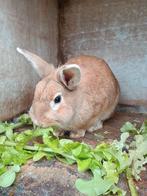 Konijntje te koop, Dieren en Toebehoren