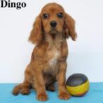 "Dingo" - Belgische Cavalier King Charles ruby pup te koop, CDV (hondenziekte), België, Spaniël, Reu