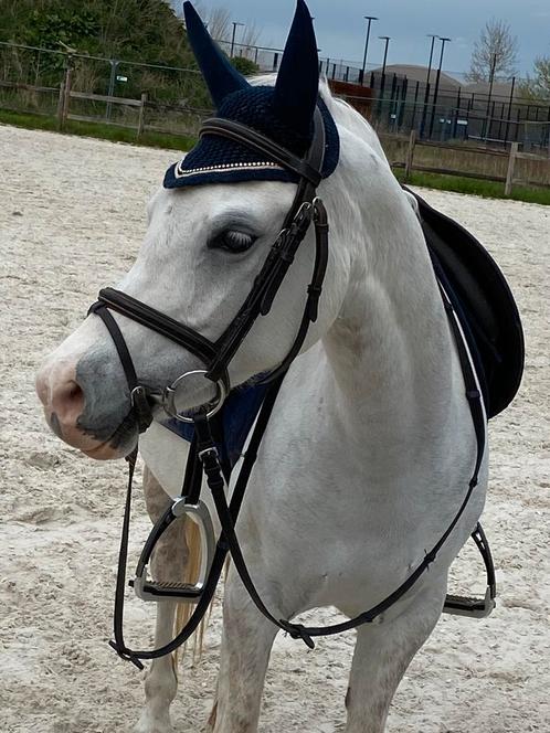 Welsh C merrie, Dieren en Toebehoren, Pony's, Merrie