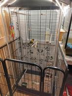 Koppel personata fischeri inclusief kooien, Dieren en Toebehoren