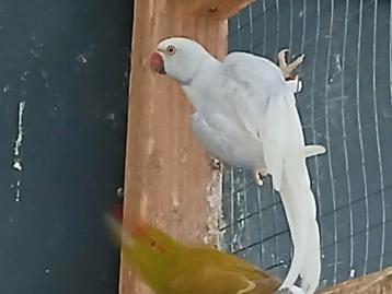 Mutatie halsband parkieten  beschikbaar voor biedingen