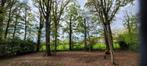 Eiken bomen kappen, Tuin en Terras, Brandhout, Eikenhout, Stammen, Ophalen, 6 m³ of meer