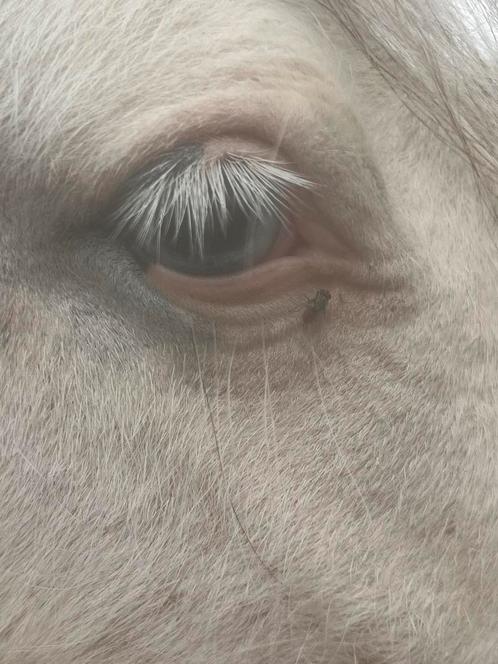 Super zeldzaame tinker merie, Dieren en Toebehoren, Paarden