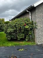 struik, Tuin en Terras, Planten | Struiken en Hagen, Ophalen, Rhododendron, Struik, 100 tot 250 cm