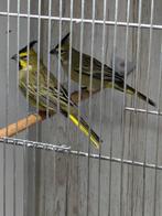 Groene kardinaal man 2025, Dieren en Toebehoren, Vogels | Parkieten en Papegaaien