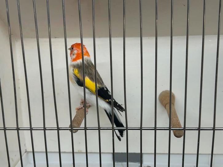 Grote putter man, Dieren en Toebehoren, Vogels | Overige Vogels