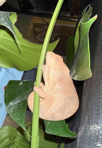 Furcifer pardalis nosy mistio beschikbaar voor biedingen